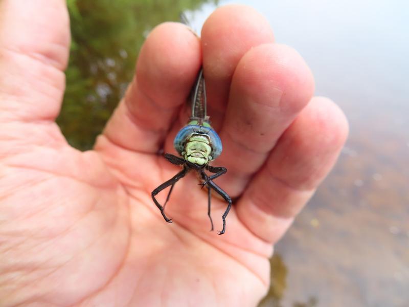 Photo of Cyrano Darner