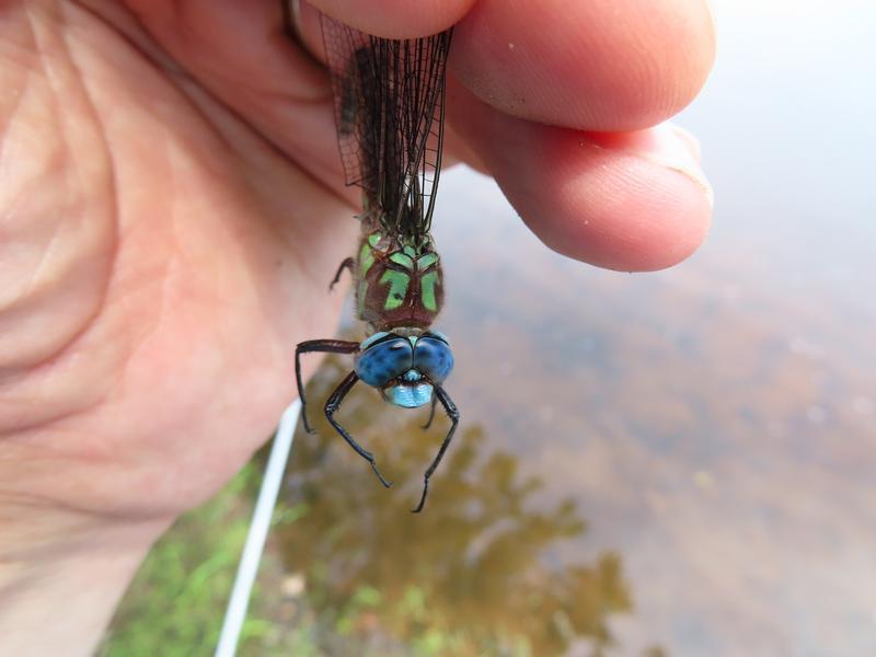 Photo of Cyrano Darner