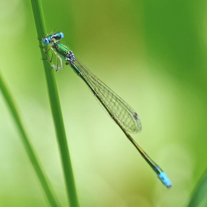 Photo of Sedge Sprite