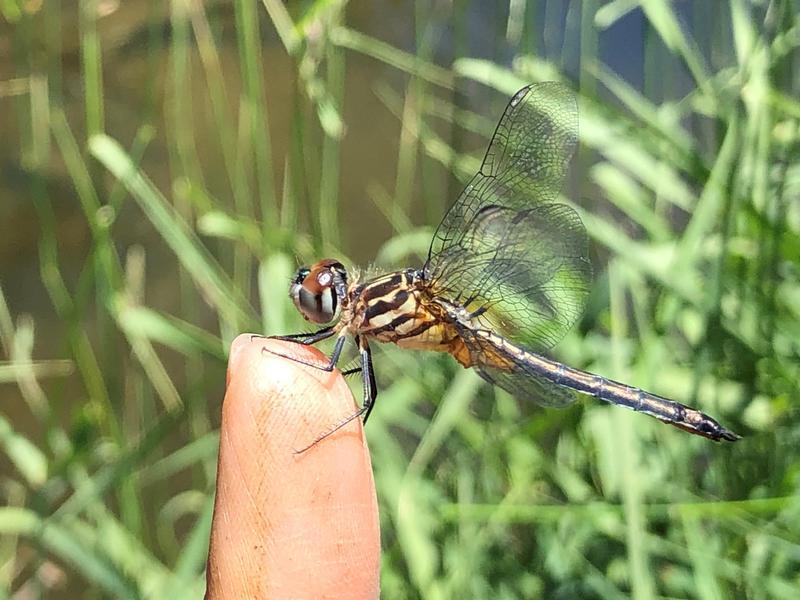 Photo of Blue Dasher