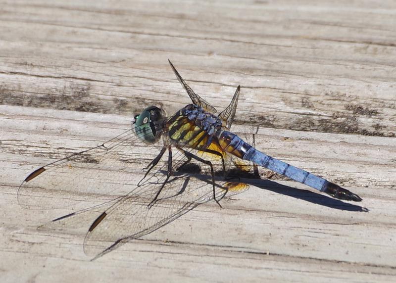 Photo of Blue Dasher