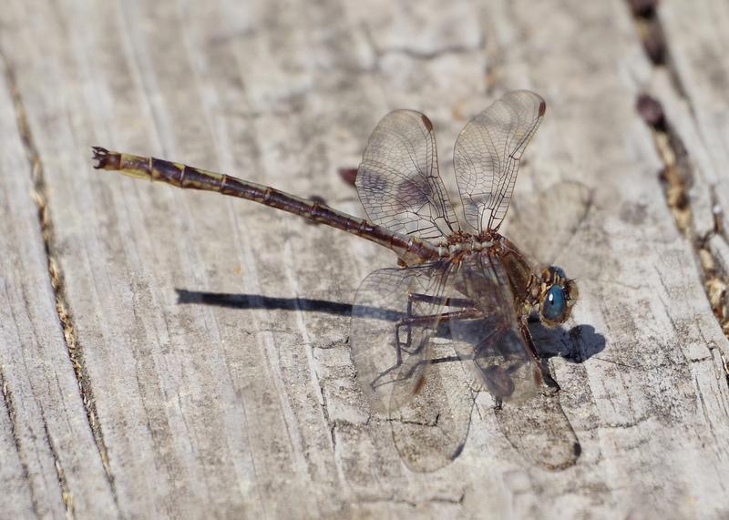 Photo of Dusky Clubtail