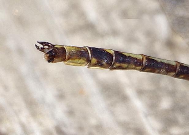 Photo of Dusky Clubtail