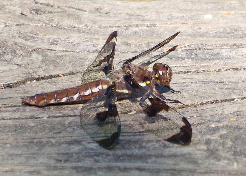 Photo of Common Whitetail