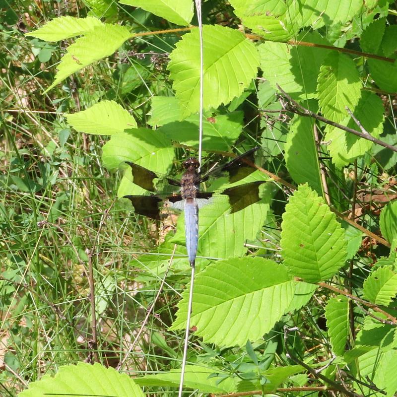 Photo of Common Whitetail