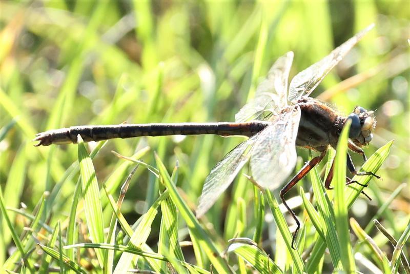 Photo of Ashy Clubtail