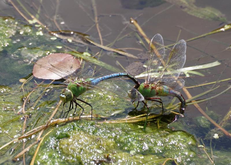 Photo of Common Green Darner