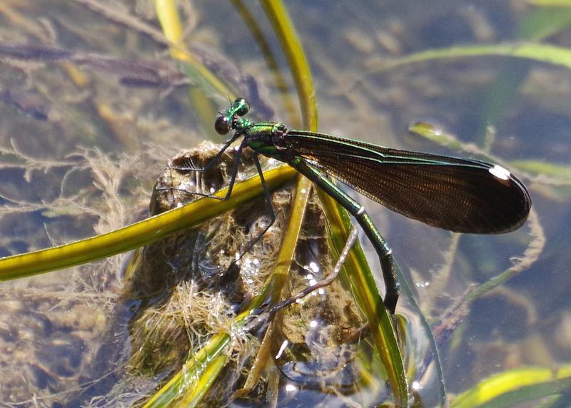 Photo of Ebony Jewelwing