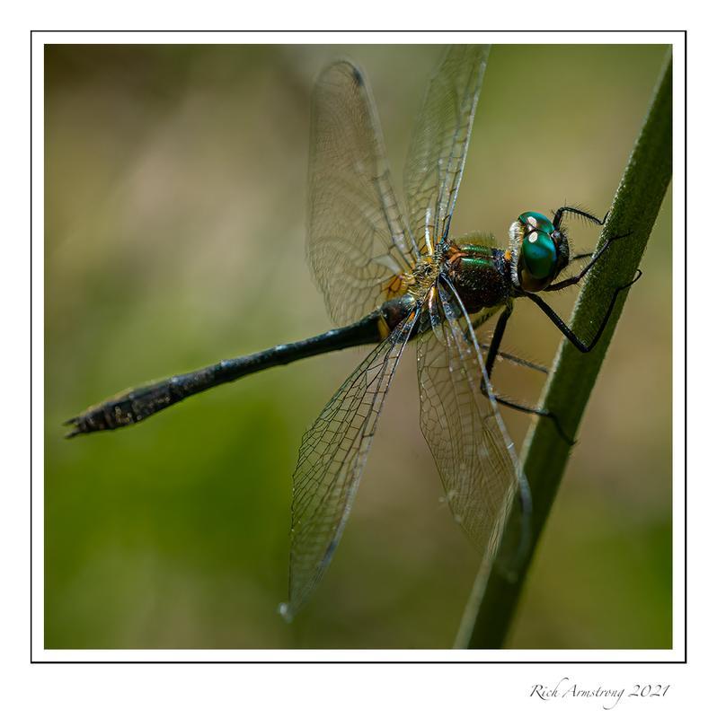 Photo of Racket-tailed Emerald