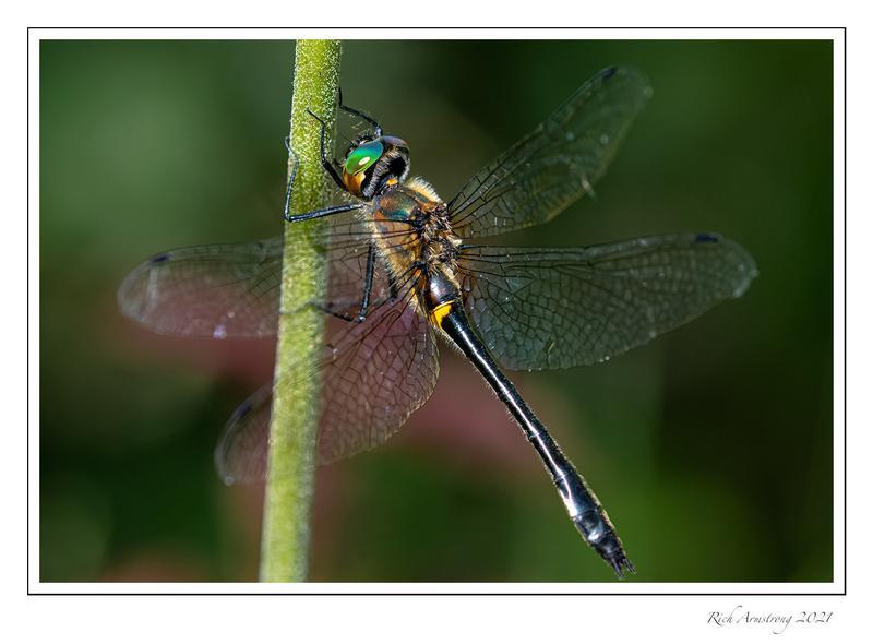 Photo of Racket-tailed Emerald