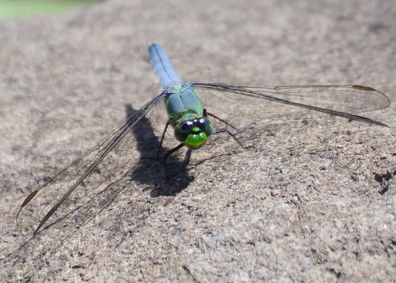 Photo of Eastern Pondhawk