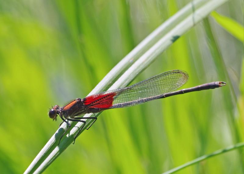 Photo of American Rubyspot