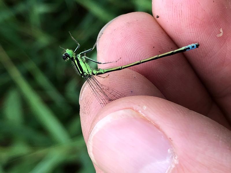 Photo of Eastern Forktail