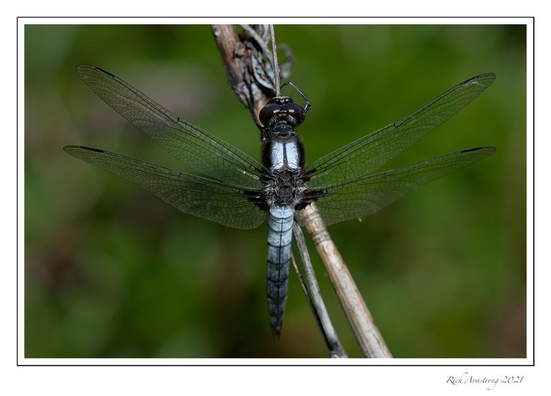 Photo of Chalk-fronted Corporal