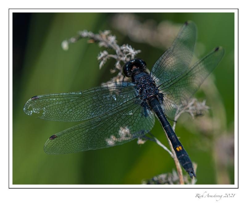 Photo of Dot-tailed Whiteface