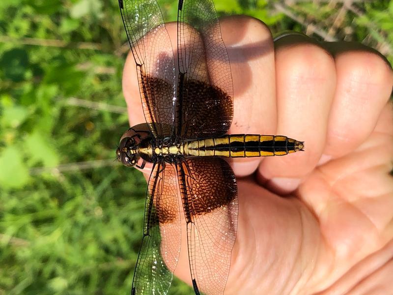 Photo of Widow Skimmer