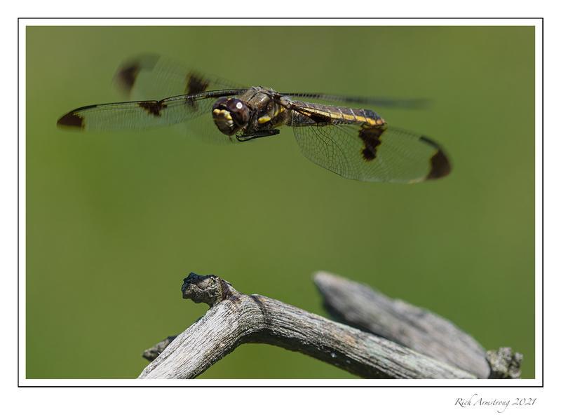 Photo of Twelve-spotted Skimmer