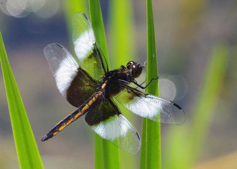 Photo of Widow Skimmer