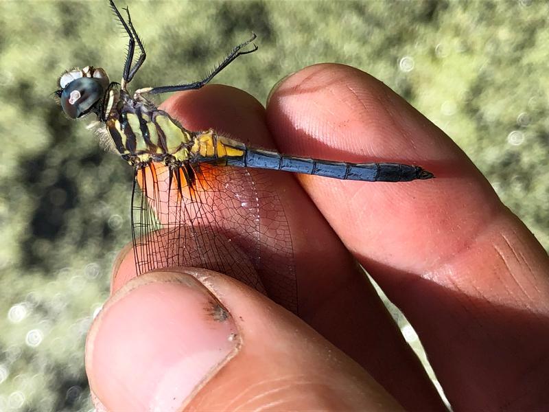 Photo of Blue Dasher