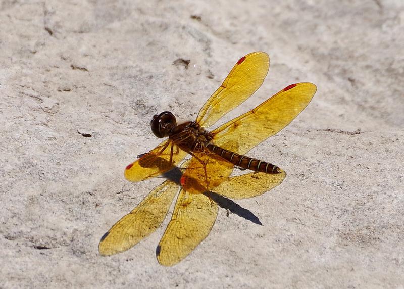 Photo of Eastern Amberwing