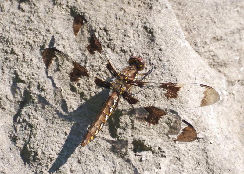Photo of Common Whitetail