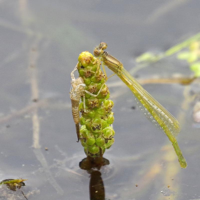 Photo of Eastern Forktail