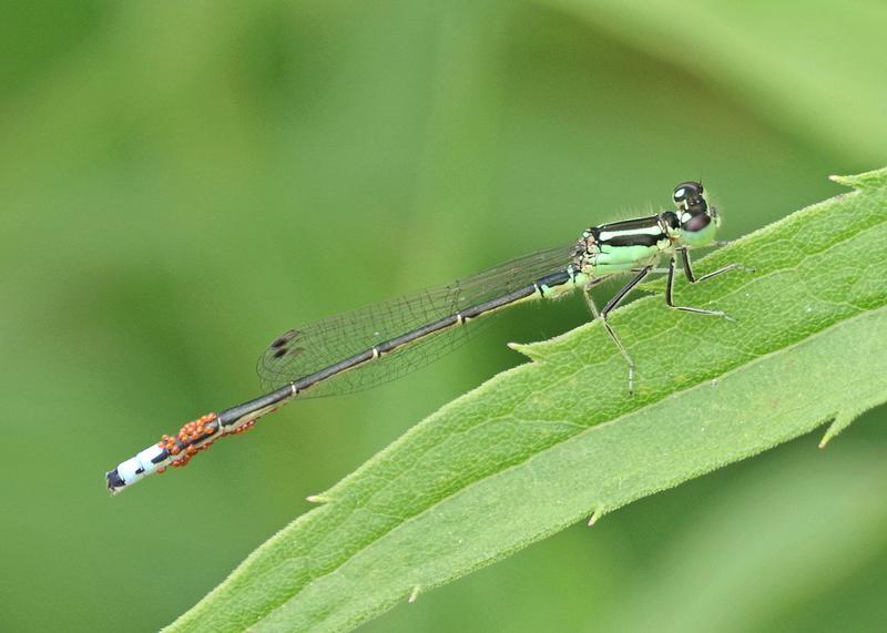 Photo of Eastern Forktail