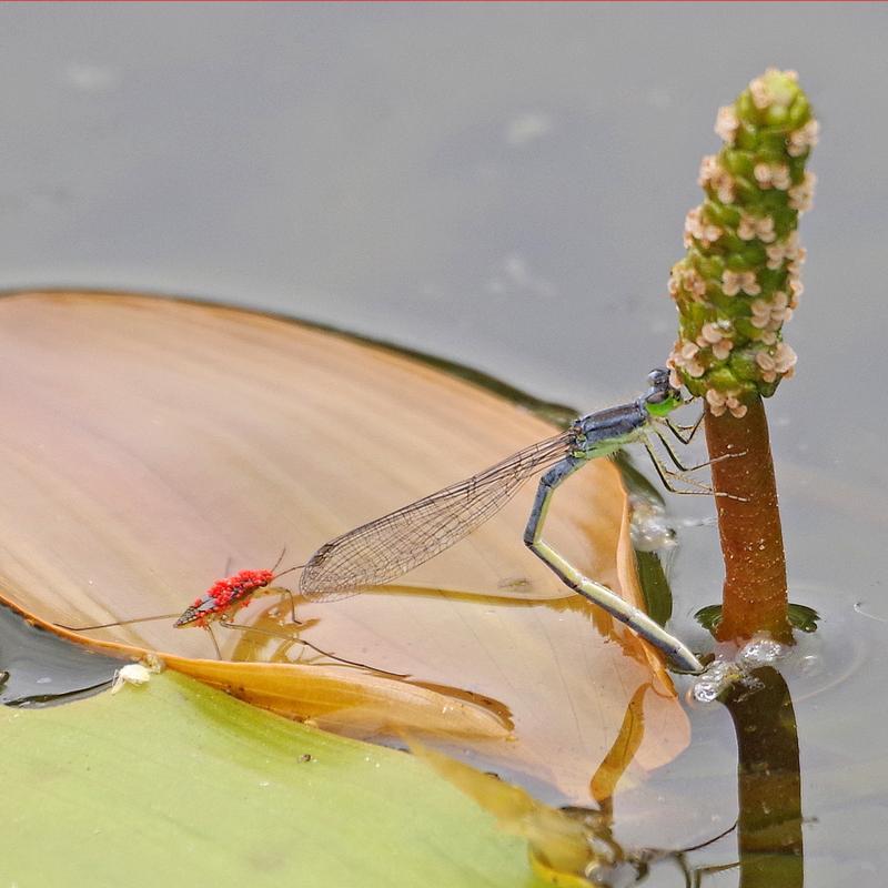 Photo of Eastern Forktail