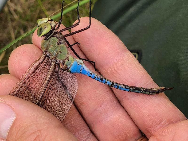 Photo of Common Green Darner