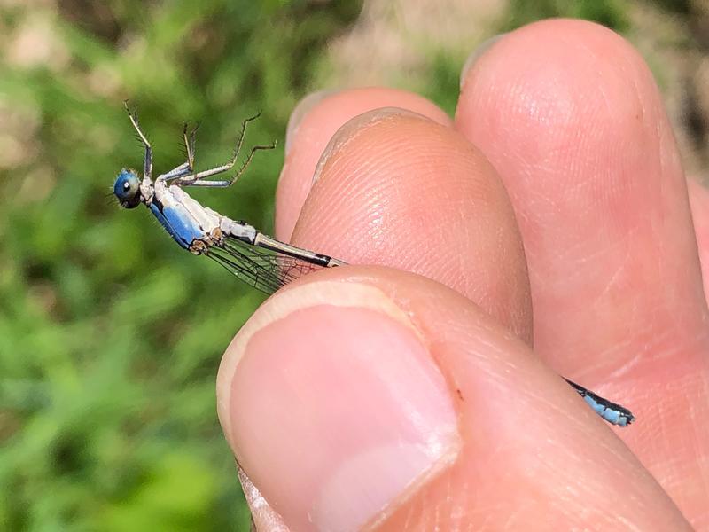 Photo of Blue-fronted Dancer