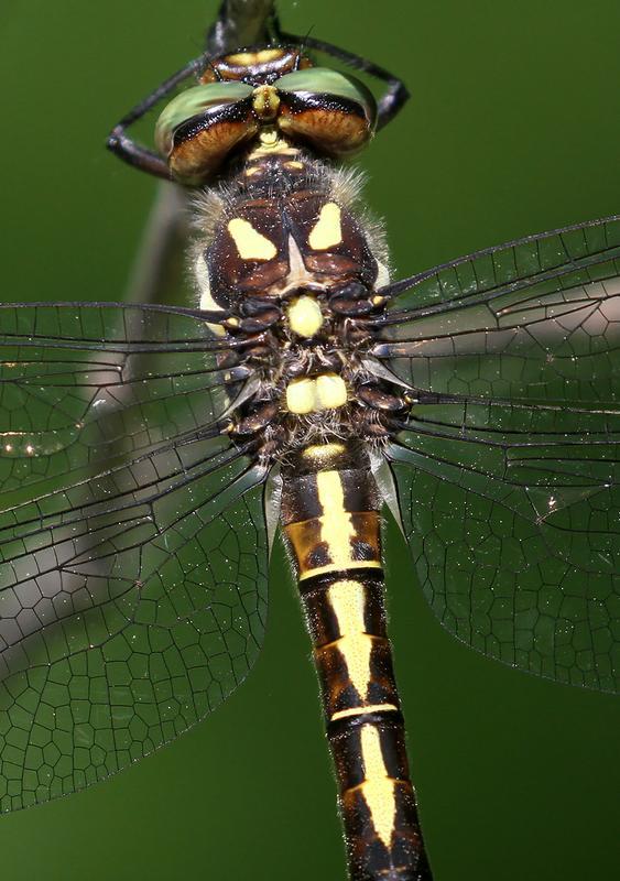 Photo of Arrowhead Spiketail