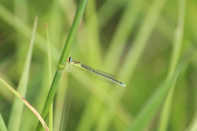 Photo of Rainbow Bluet