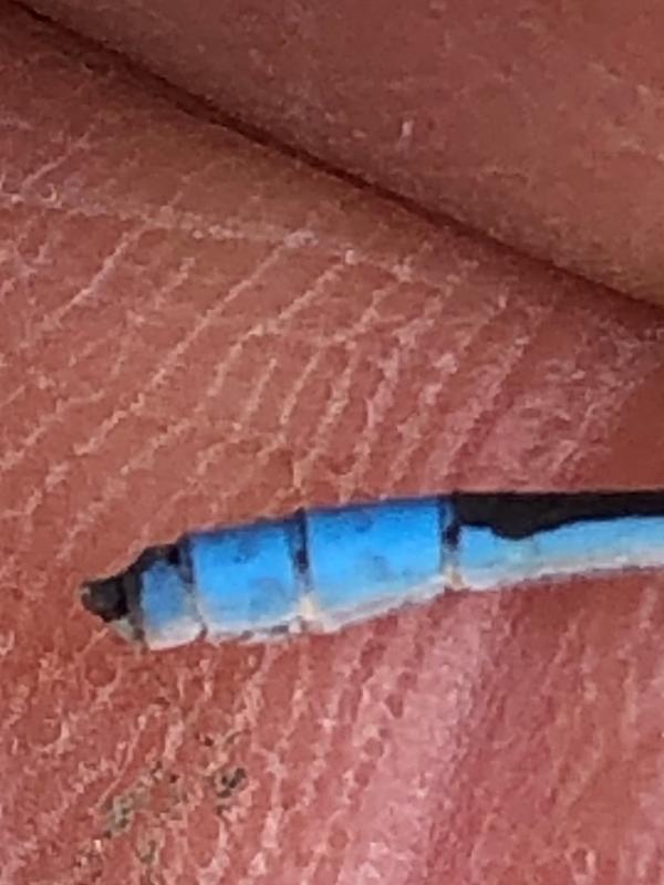 Photo of Familiar Bluet
