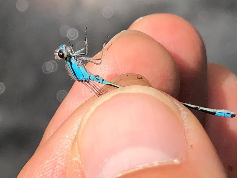Photo of Skimming Bluet