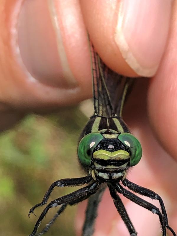 Photo of Cobra Clubtail
