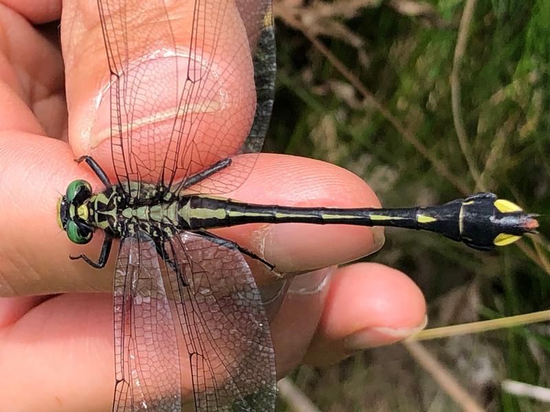 Photo of Cobra Clubtail