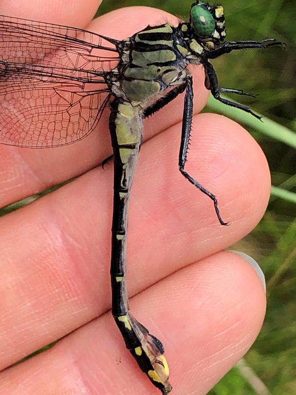 Photo of Cobra Clubtail