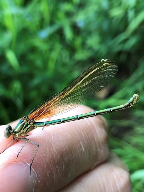 Photo of American Rubyspot