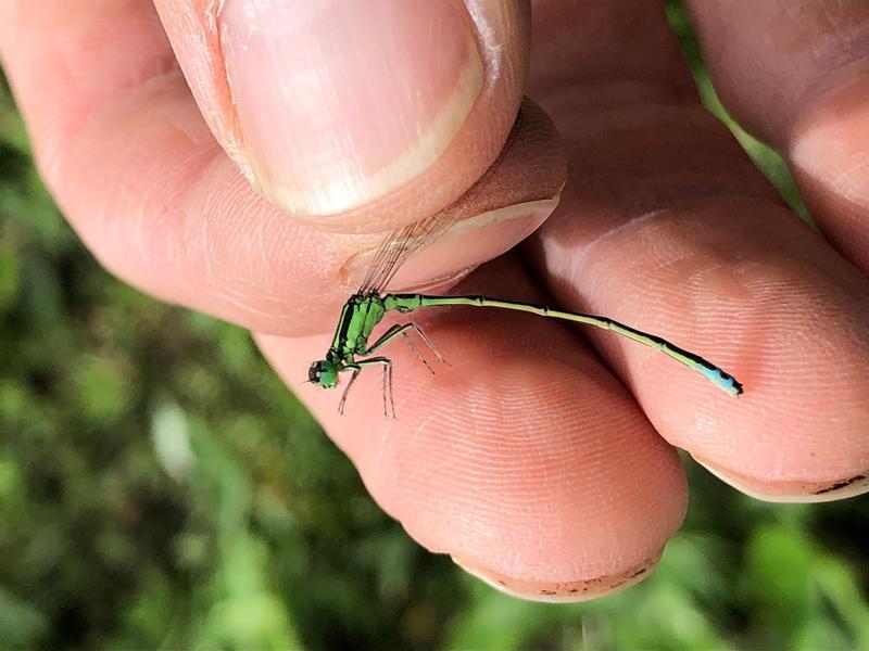 Photo of Eastern Forktail