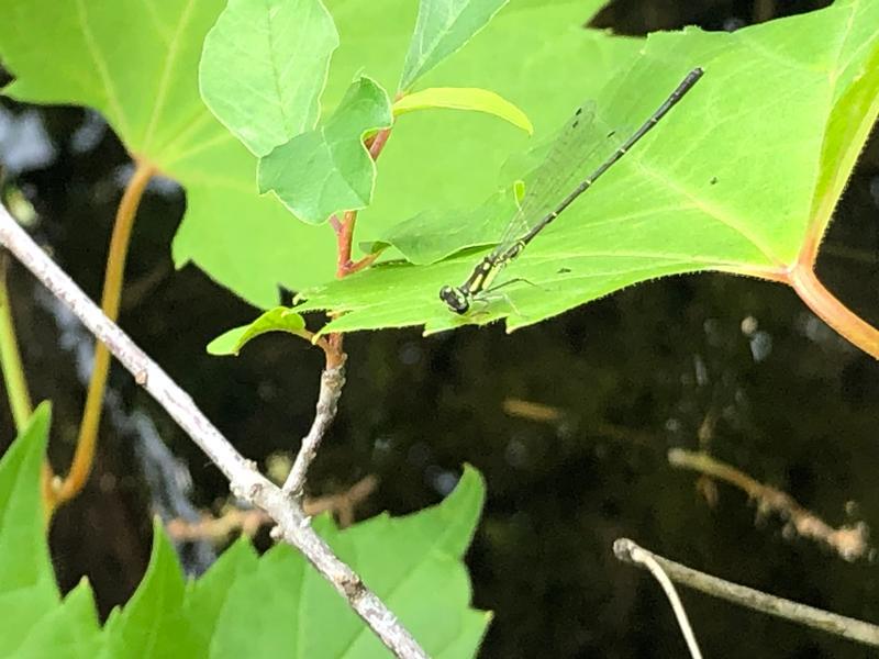 Photo of Fragile Forktail