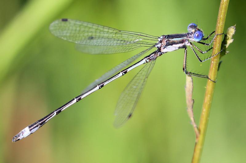 Photo of Southern Spreadwing