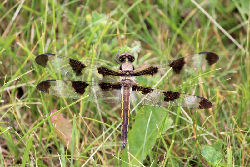 Photo of Twelve-spotted Skimmer