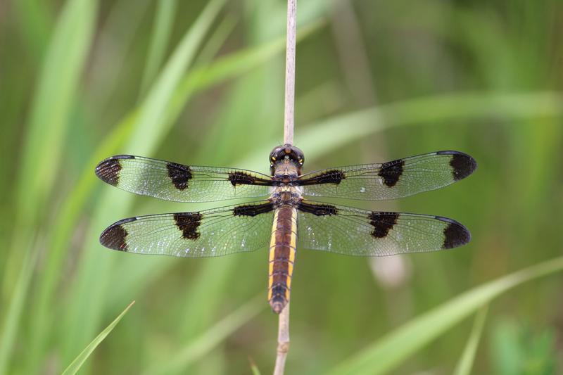 Photo of Twelve-spotted Skimmer