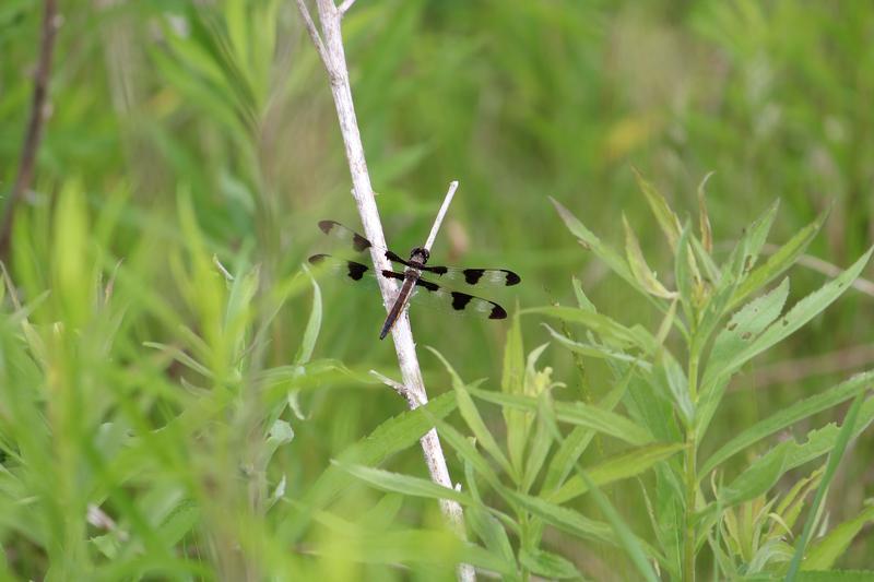 Photo of Twelve-spotted Skimmer