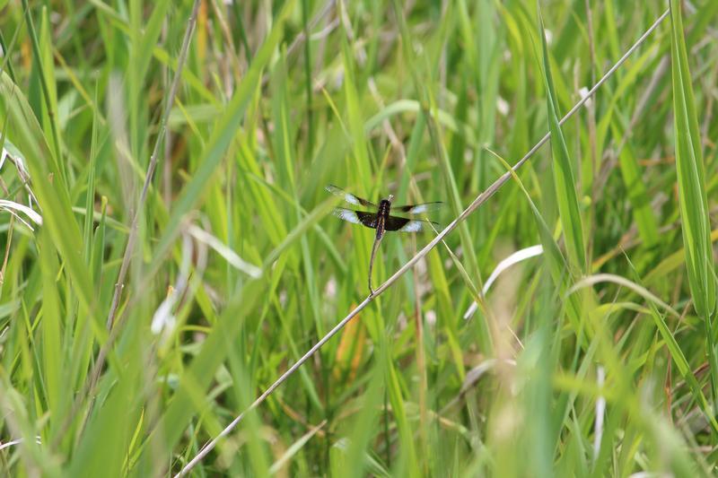 Photo of Widow Skimmer