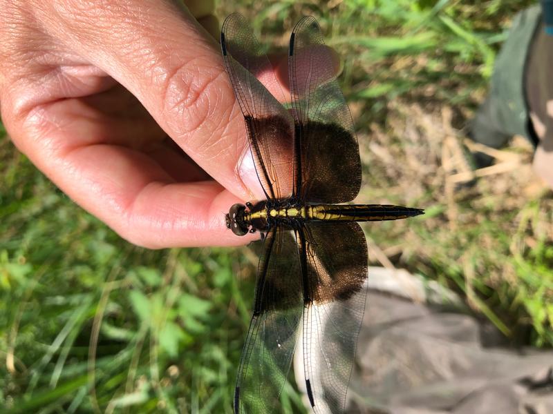 Photo of Widow Skimmer