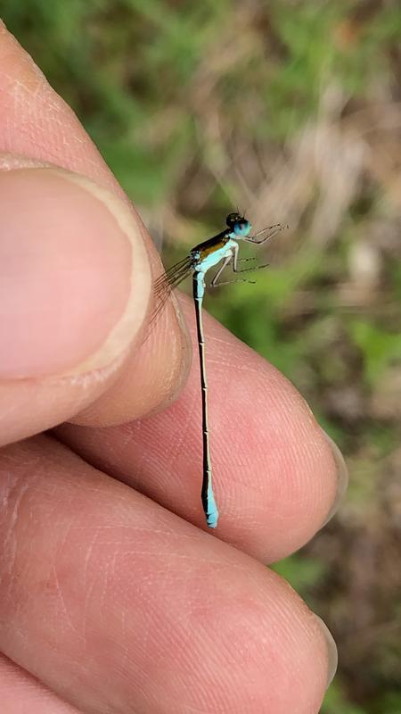 Photo of Sedge Sprite