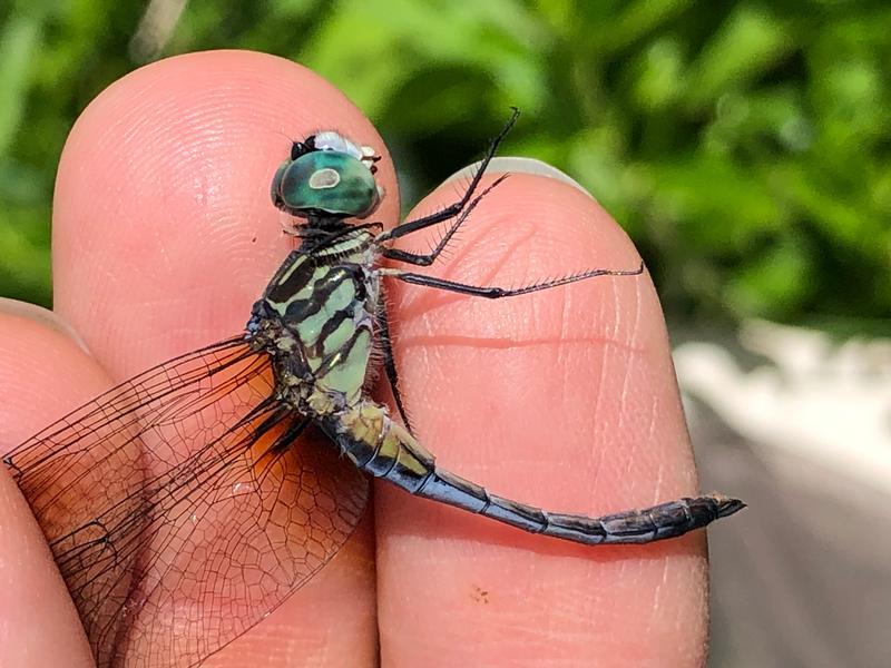 Photo of Blue Dasher
