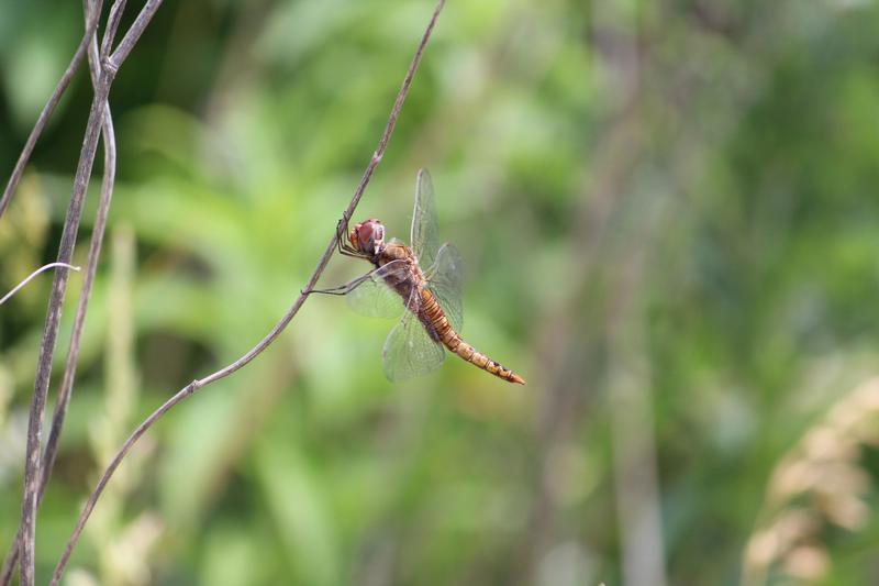 Photo of Spot-winged Glider