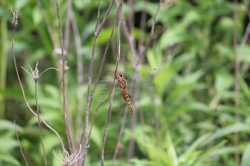 Photo of Spot-winged Glider